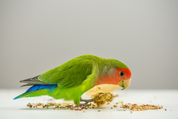 parrots