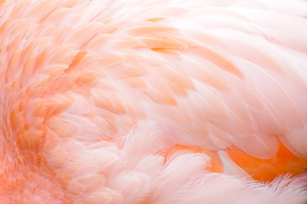 feathers