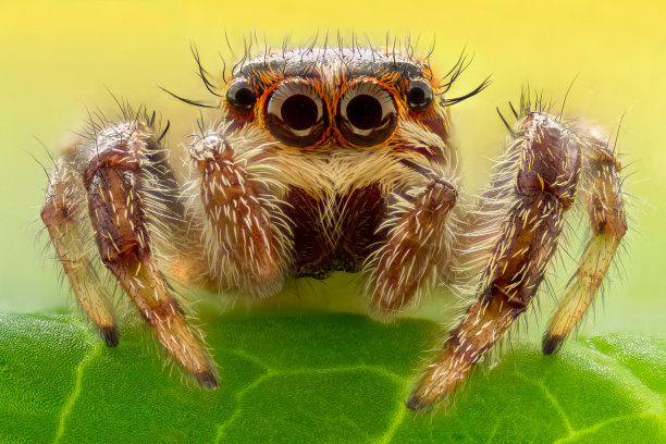 araneae