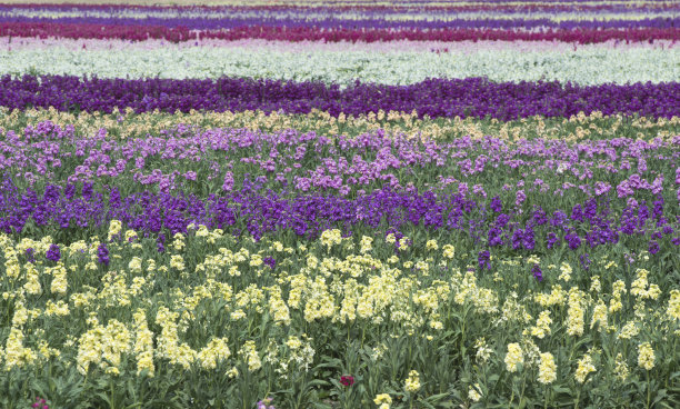 snapdragon