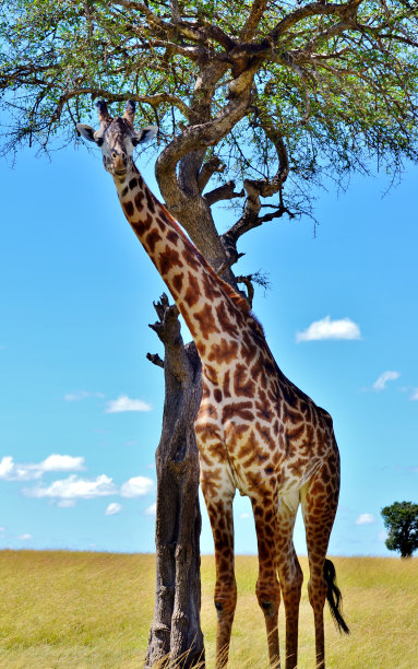 serengeti