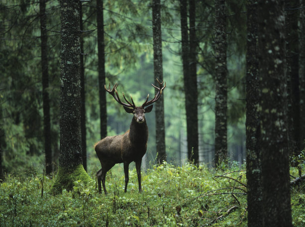 wildlife