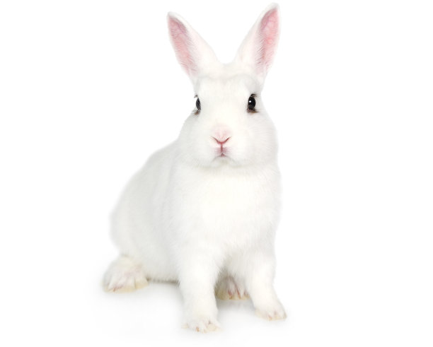 bunny