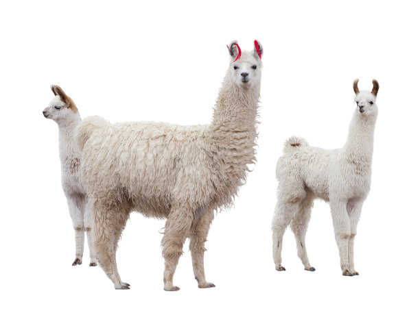 alpaca