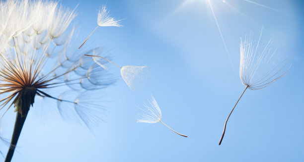 wind