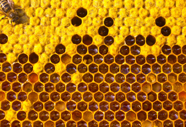 蜜蜂大图