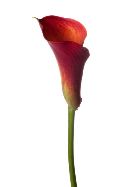 zantedeschia