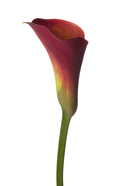 zantedeschia