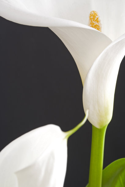 araceae