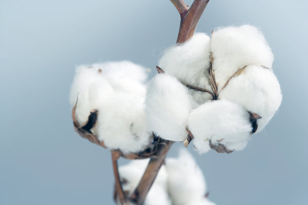 cotton