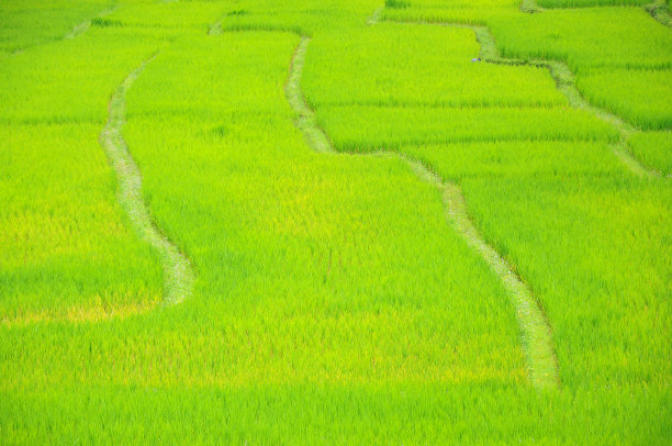 草原,水平画幅,东亚文化