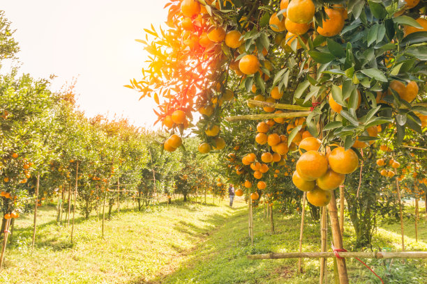 orchard