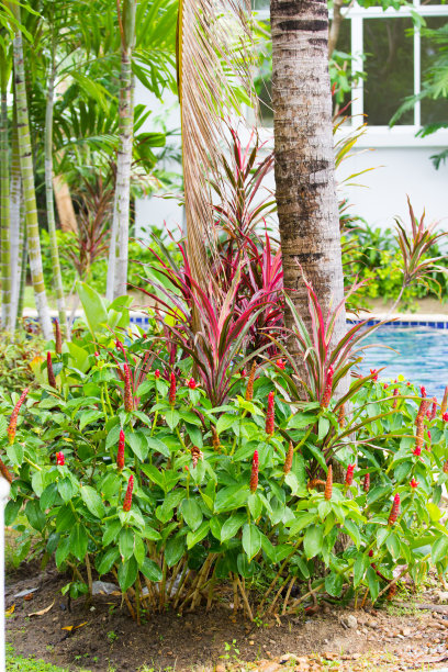 costus