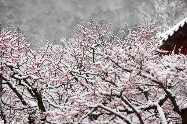 落雪梅花