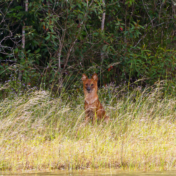 jackal