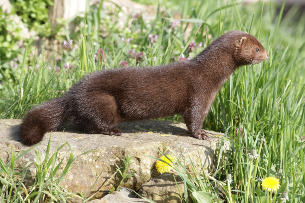 mustela