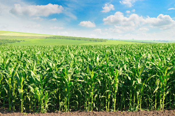 cob