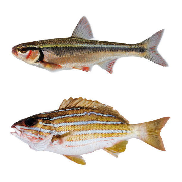 rockfish