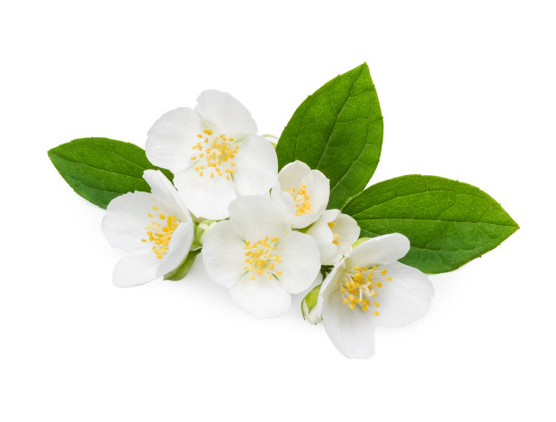 jasmine