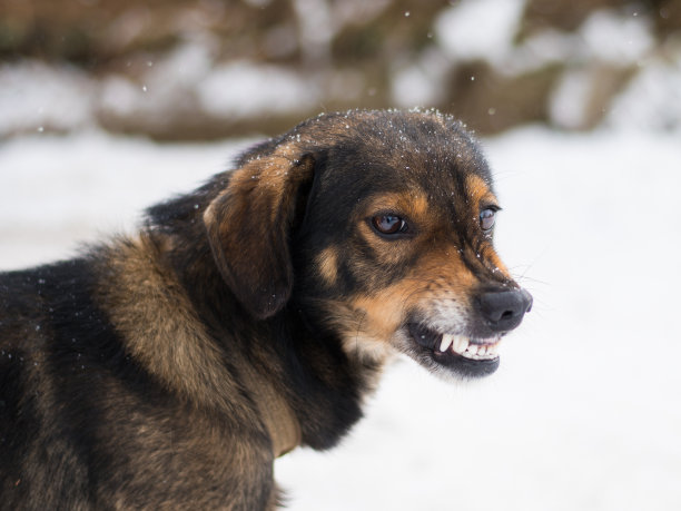 狂犬病