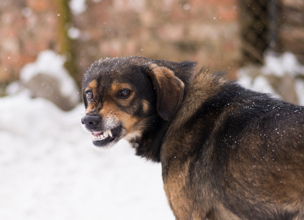 狂犬病