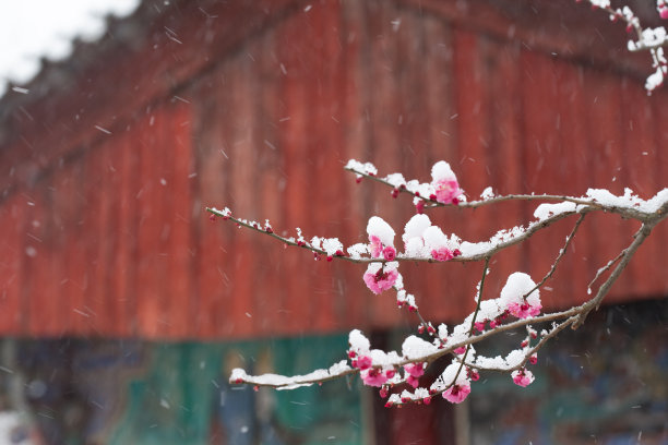 落雪梅花