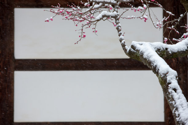 落雪梅花