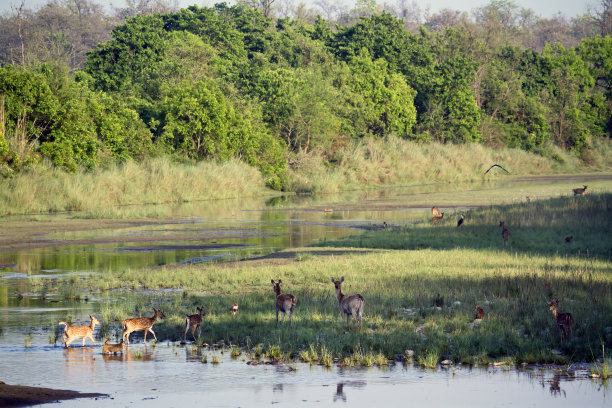 chitwan