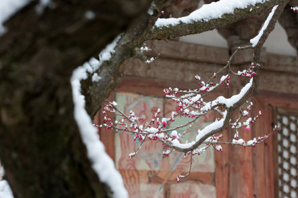 落雪梅花