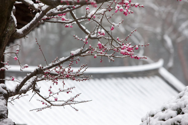 落雪梅花