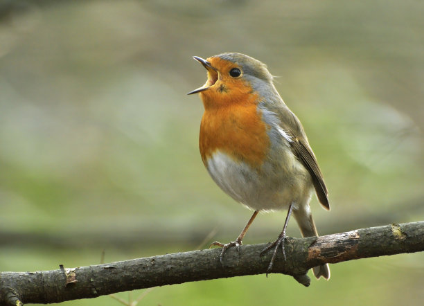 birds