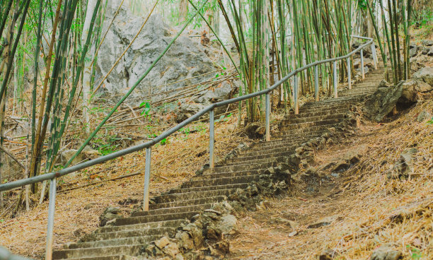 红树林生态系统木板路