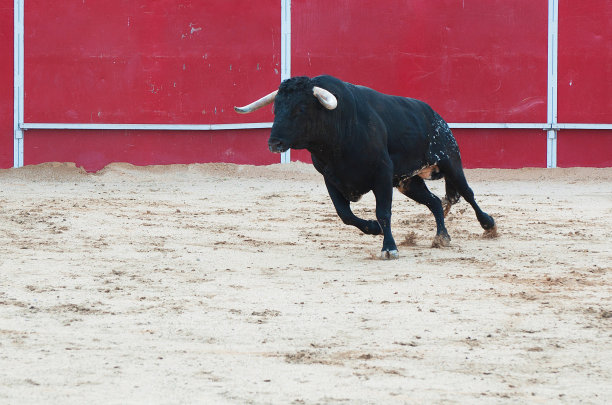 toro