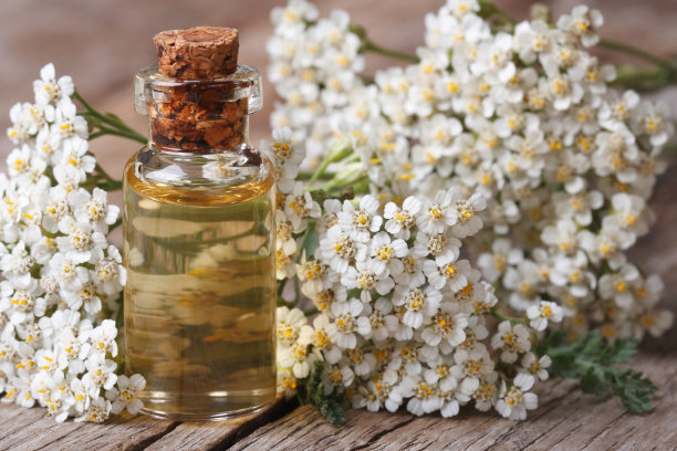achillea