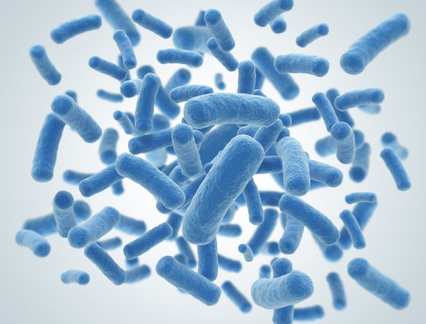 bacteria