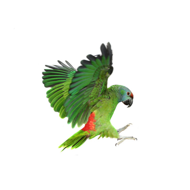 ara