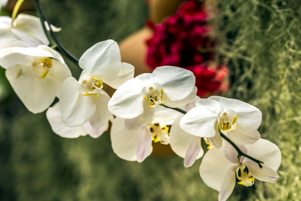 花市,粉花,鲜花,雏菊