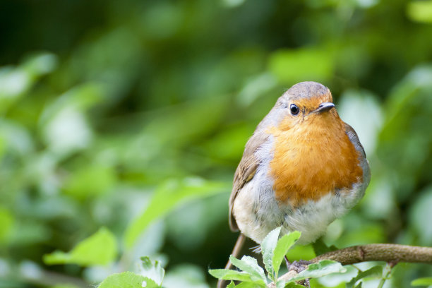 robin-chat
