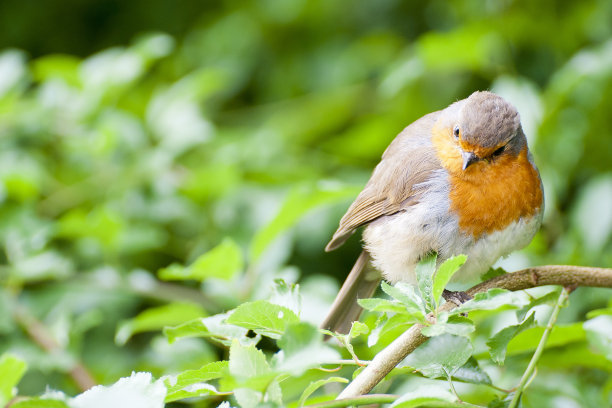 robin-chat