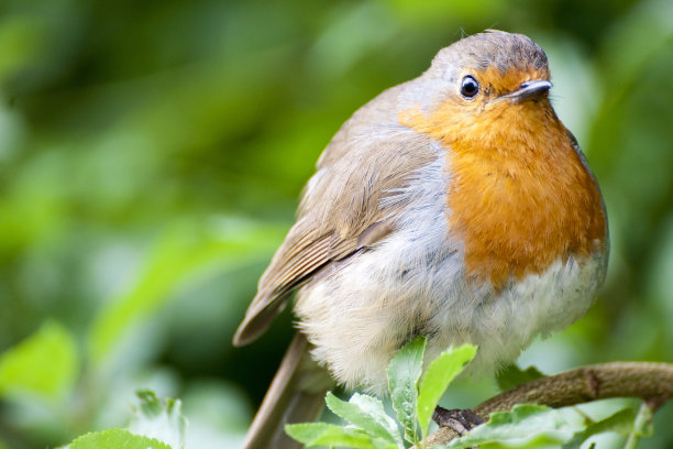 robin-chat