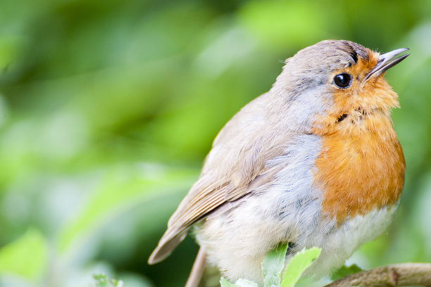 robin-chat