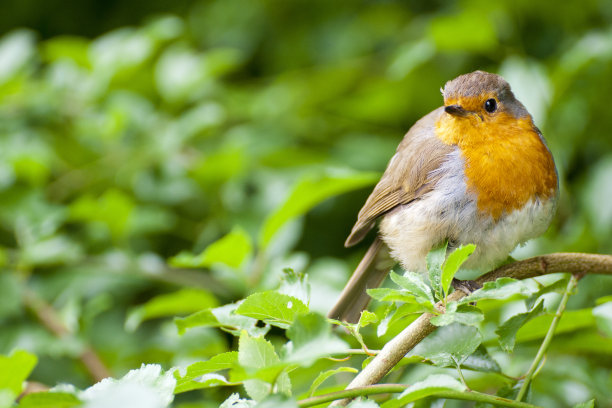 robin-chat