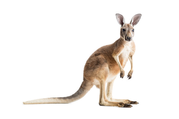 kangaroo
