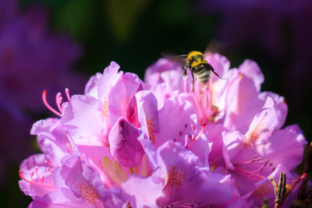 杜鹃花蜜蜂