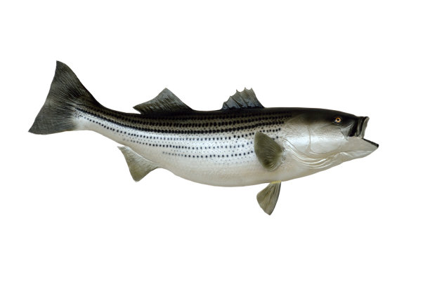 rockfish