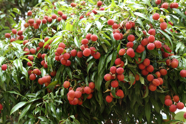 litchi