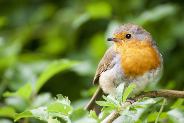 robin-chat