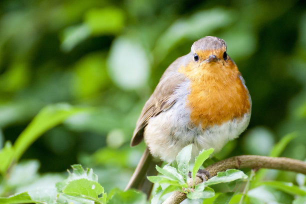 robin-chat