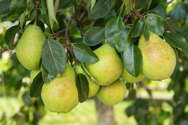 pyrus
