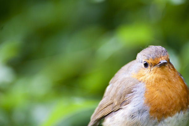 robin-chat